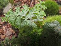 Hymenophyllum scabrum image