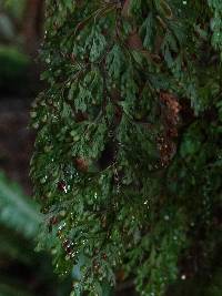 Hymenophyllum bivalve image