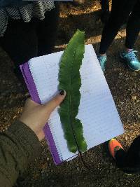 Asplenium scolopendrium subsp. scolopendrium image