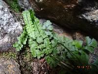 Asplenium adulterinum image