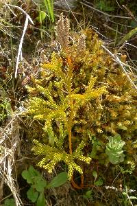 Austrolycopodium fastigiatum image