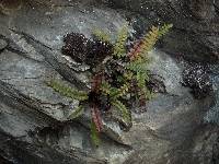 Austroblechnum penna-marina image