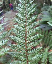 Dicksonia lanata subsp. lanata image