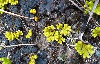 Austrolycopodium fastigiatum image