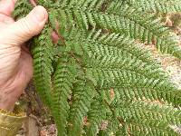 Dicksonia squarrosa image