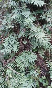 Polypodium scouleri image