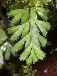 Hymenophyllum revolutum image