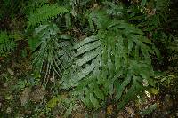 Austroblechnum colensoi image