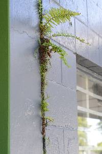 Asplenium flabellifolium image