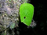 Hymenophyllum nephrophyllum image