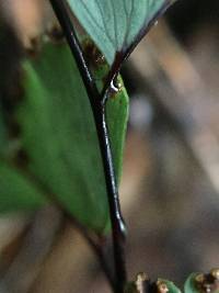 Adiantum cunninghamii image