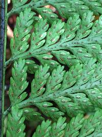 Asplenium bulbiferum image