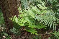 Osmunda japonica image