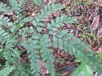 Adiantum cunninghamii image