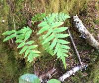 Polypodium glycyrrhiza image