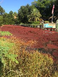 Azolla filiculoides image