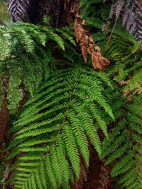 Dicksonia squarrosa image