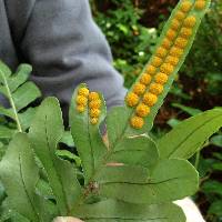 Polypodium scouleri image