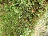 Hymenophyllum villosum image