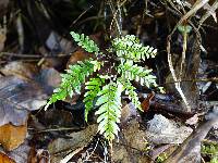 Adiantum novae-caledoniae image