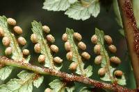 Dicksonia lanata subsp. lanata image