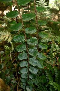 Pellaea rotundifolia image