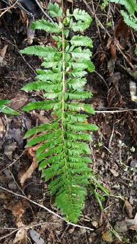 Polystichum californicum image