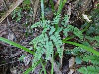 Adiantum cunninghamii image