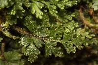 Hymenophyllum rufescens image
