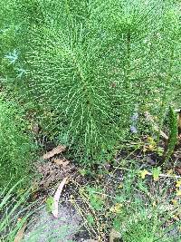 Equisetum telmateia subsp. braunii image