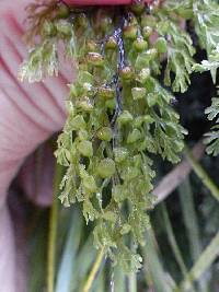 Hymenophyllum multifidum image