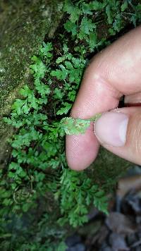 Asplenium montanum image