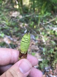 Equisetum telmateia image