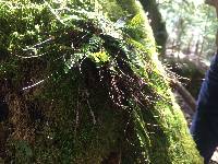 Asplenium trichomanes subsp. quadrivalens image