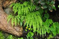 Adiantum aleuticum image