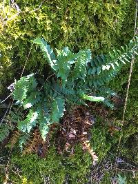 Polystichum imbricans image