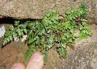 Asplenium montanum image