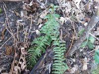 Polystichum imbricans image