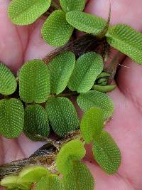 Salvinia natans image