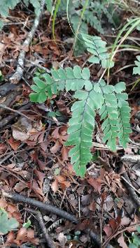 Adiantum cunninghamii image