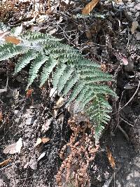 Dryopteris arguta image