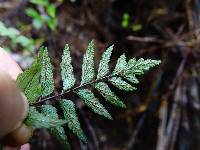 Asplenium polyodon image