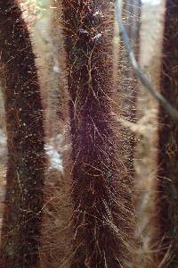 Dicksonia squarrosa image