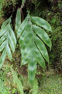 Austroblechnum colensoi image