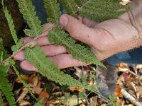 Dryopteris clintoniana image