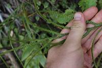 Austroblechnum colensoi image