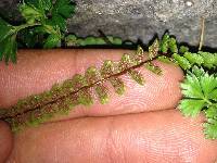 Asplenium castaneum image