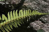 Polystichum imbricans subsp. curtum image