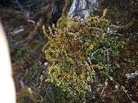 Austrolycopodium fastigiatum image