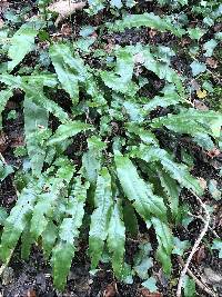 Asplenium scolopendrium image